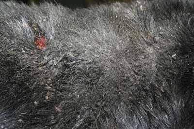 demodecie-demodex-injai-scottish-terrier4