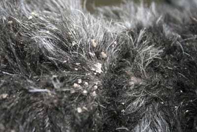 demodecie-demodex-injai-scottish-terrier5