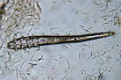 demodecie-demodex-injai-scottish-terrier6