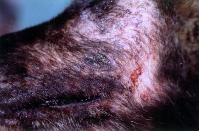 demodecie-faciale-berger-belge-adulte-hypothyroidien-dh4j