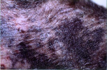 demodecie-faciale-berger-belge-adulte-hypothyroidien-dh5j