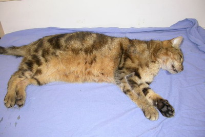 demodecie-generalisee-chat-adulte1
