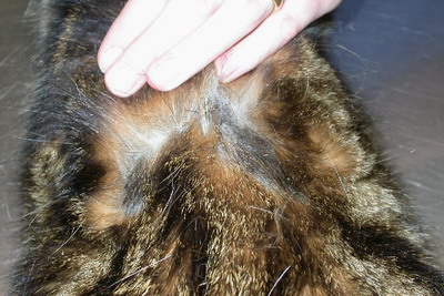 demodecie-generalisee-chat-adulte3