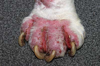 Actualités sur la démodécie demodecie5