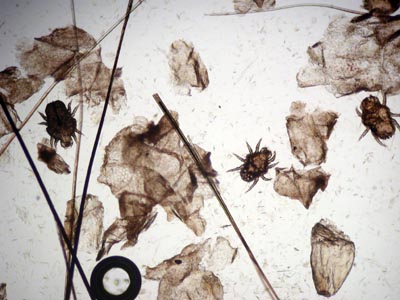 dermatite-cheyletiella-chien-adulte2