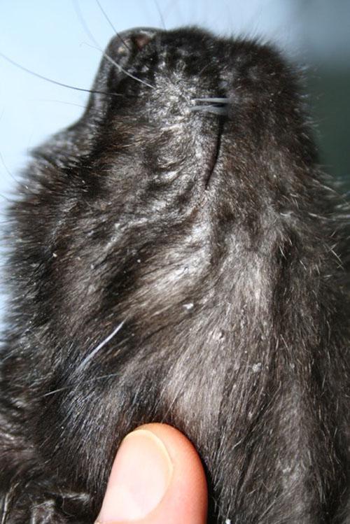 dermatite-exfoliative-associee-calicivirose3