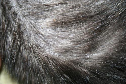 dermatite-exfoliative-associee-calicivirose4