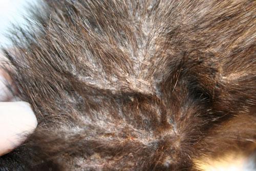 dermatite-exfoliative-associee-calicivirose5