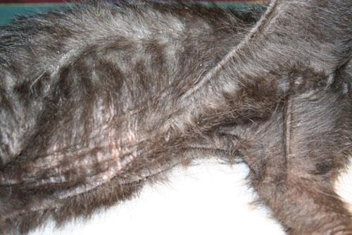 dermatite-exfoliative-associee-calicivirose6