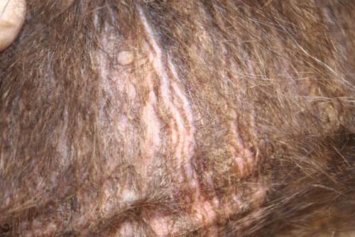 Un cas de dermatite exfoliative associée à une calicivirose chez un chaton dermatite-exfoliative-associee-calicivirose7