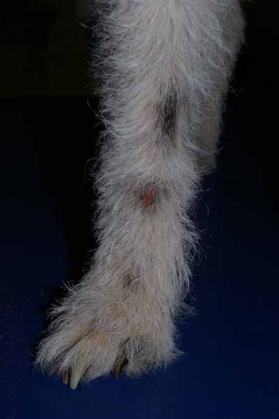dermatite-lechage-aoutats1
