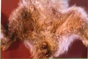 dermatite-malassezia-tumeur-pancreaique2