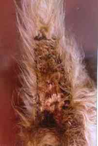 dermatite-malassezia-tumeur-pancreaique6