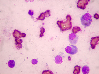 dermatite-plasmocytaire-nasale-podale-chat4