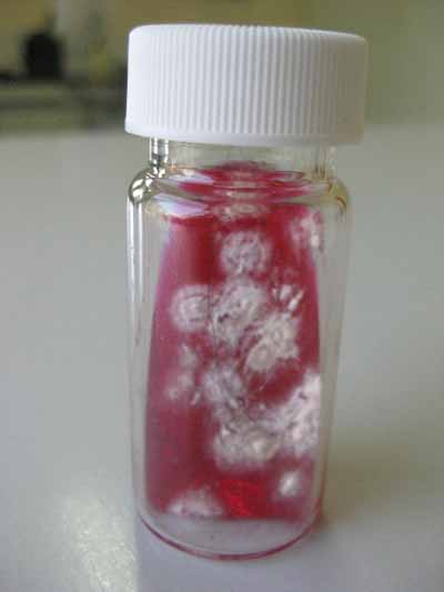 dermatomycose-encolure14