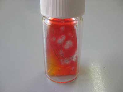 dermatomycose-encolure9