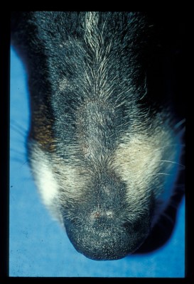 dermatophytose-a-microsporum-persicolor2