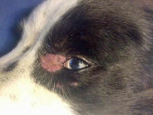 dermatophytose-canine-border-collie1
