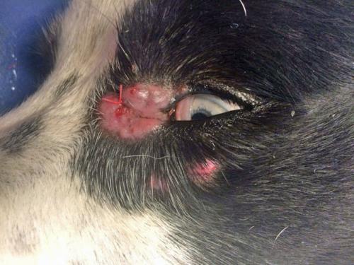 dermatophytose-canine-border-collie3