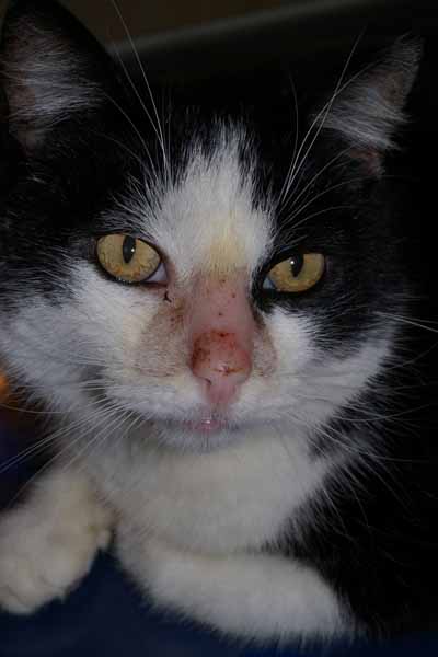 dermatophytose-feline1