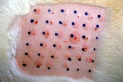 Canine Atopic Dermatitis : An overview and historical perspective desensibilisation-allergologie-canine3