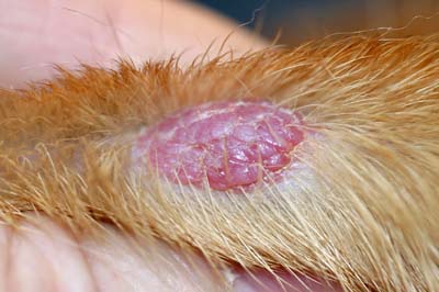 diag-ttt-mastocytome-canin1