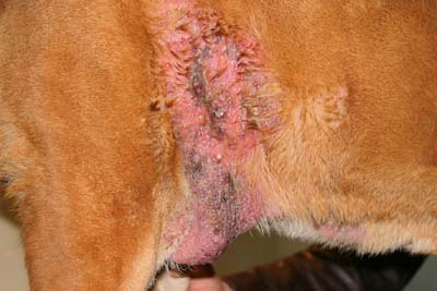diag-ttt-mastocytome-canin2