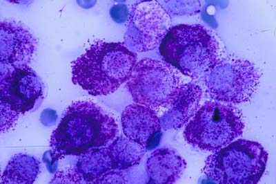 diag-ttt-mastocytome-canin3