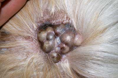 Quel est votre diagnostic - Article 11 diagnostic-article-112