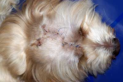 Quel est votre diagnostic - Article 11 diagnostic-article-114