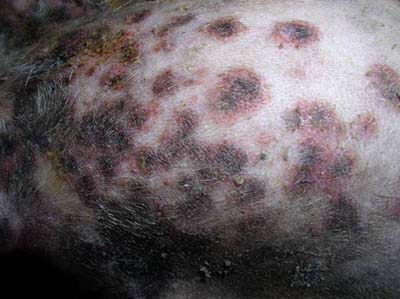 Quel est votre diagnostic - Article 13 diagnostic-article-13-2
