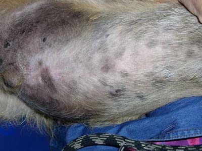 Quel est votre diagnostic - Article 13 diagnostic-article-13-4