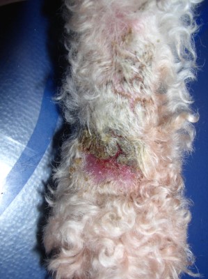 Quel est votre diagnostic - Article 6 diagnostic-article-32