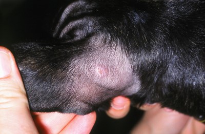 Quel est votre diagnostic ? - Article 4 diagnostic-article-72