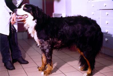 forme-particuliere-de-pemphigus-foliace-chez-jeune-bouvier-bernois1