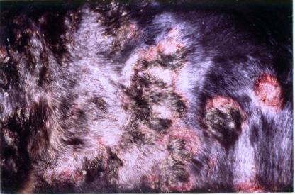 forme-particuliere-de-pemphigus-foliace-chez-jeune-bouvier-bernois4