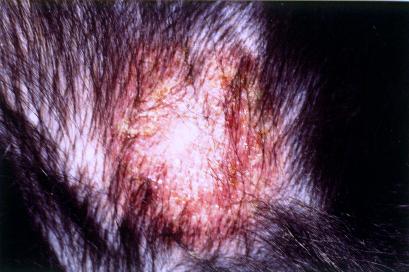 forme-particuliere-de-pemphigus-foliace-chez-jeune-bouvier-bernois5
