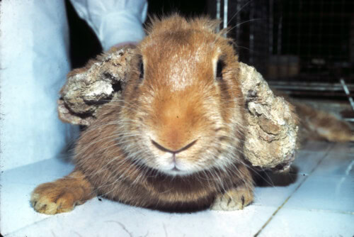 teigne lapin