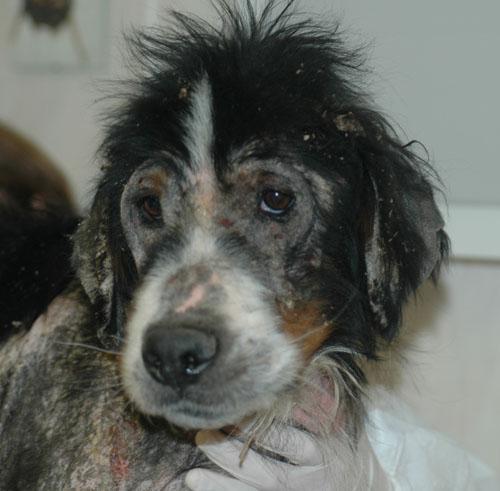 gale-sarcoptique-canine-severe1
