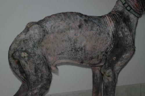 gale-sarcoptique-canine-severe10