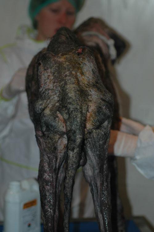 gale-sarcoptique-canine-severe11