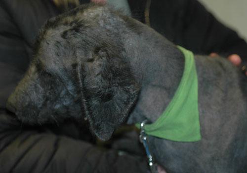gale-sarcoptique-canine-severe15