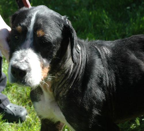 gale-sarcoptique-canine-severe16