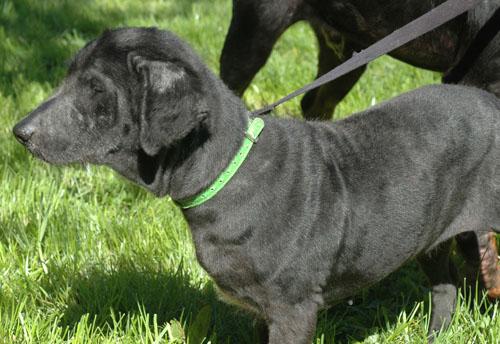 gale-sarcoptique-canine-severe18