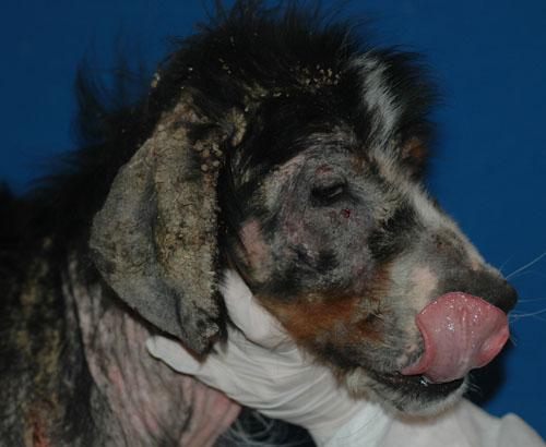 gale-sarcoptique-canine-severe2