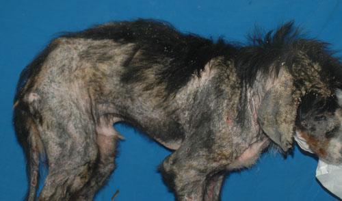 gale-sarcoptique-canine-severe3