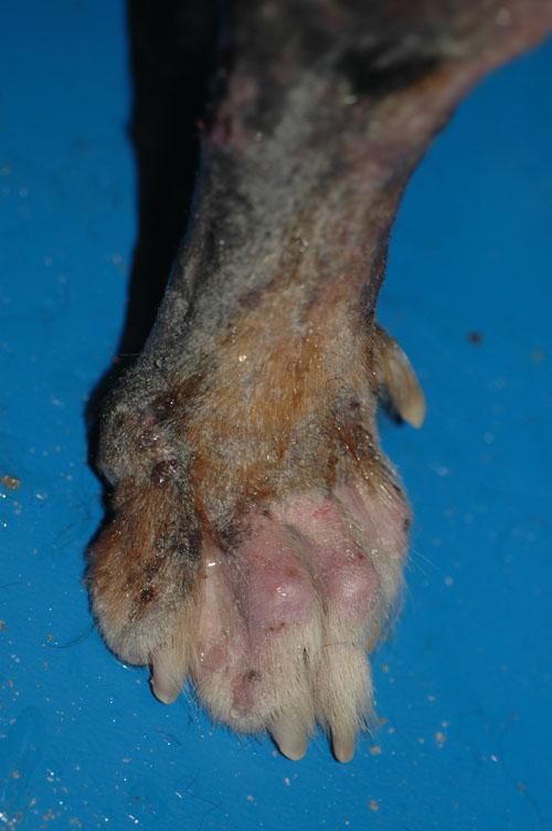 gale-sarcoptique-canine-severe4