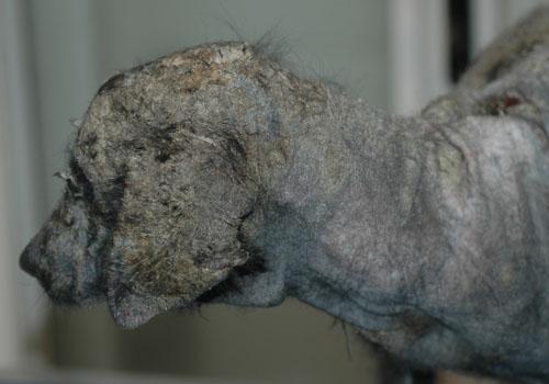 gale-sarcoptique-canine-severe5
