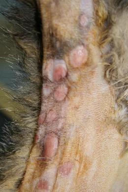 Gestion d’un cas de complexe granulome éosinophilique chez un chat gestion-dun-cas-de-complexe-granulome-eosinophilique-chez-chat3