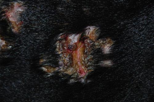 histiocytose-cutanee3